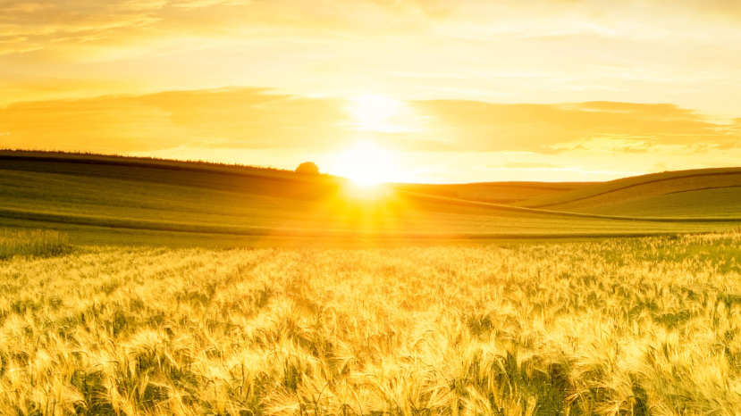 Golden sunrise over a field of ripening grain with rolling hills in the distance.