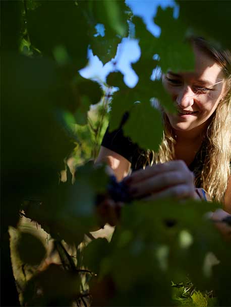 A blonde woman smiling and harvesting grapes by hand among vineyard leaves as a recipient of the Sydney Royal Wine Scholarship.