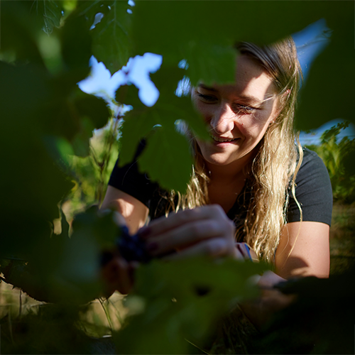 A blonde woman smiling and harvesting grapes by hand among vineyard leaves as a recipient of the Sydney Royal Wine Scholarship.