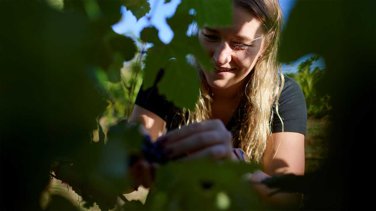 A blonde woman smiling and harvesting grapes by hand among vineyard leaves as a recipient of the Sydney Royal Wine Scholarship.