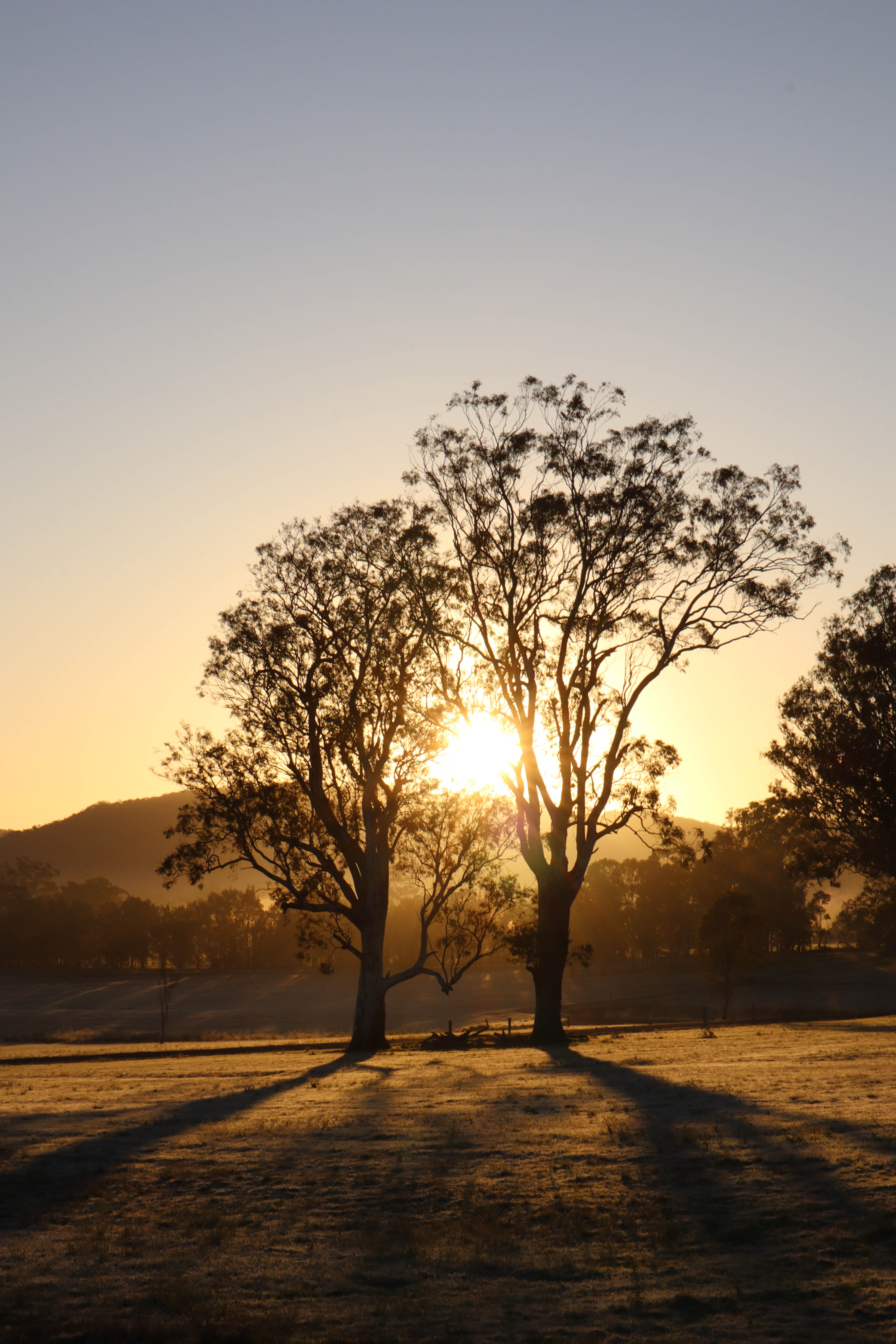 Sunrise behind tall trees casts long shadows across a rural landscape.