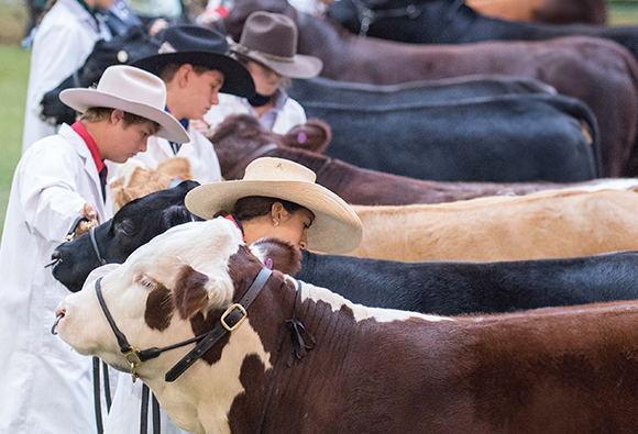 A row of cattle handlers in white coats and hats preparing their livestock for judging.