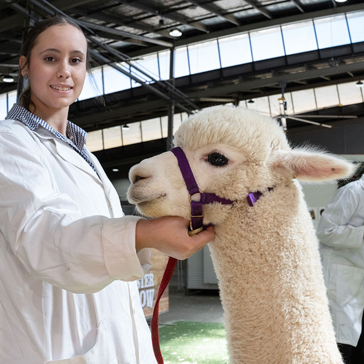 Alpaca being held by handler in white coat at indoor show at the Sydney Royal Alpaca Show.