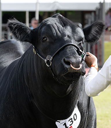 Beef Challenge