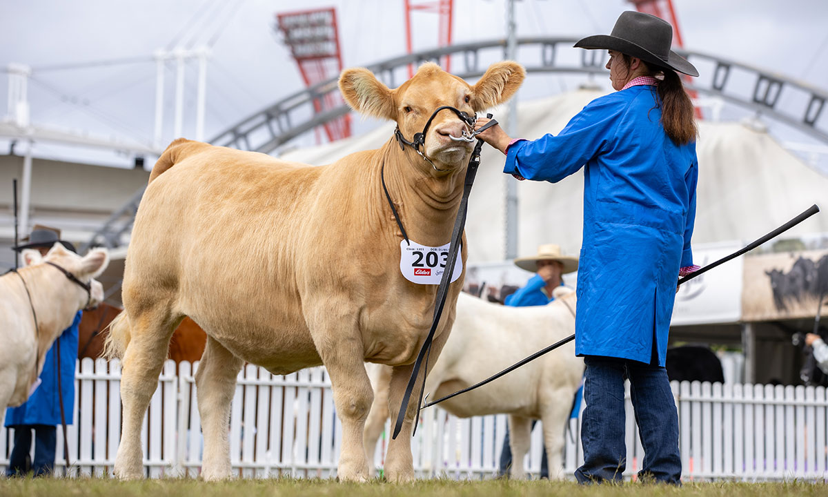 Cattle handler presenting a Charolais heifer with number tag in the Cattle Judging Pavilion at the Sydney Royal Cattle Show.