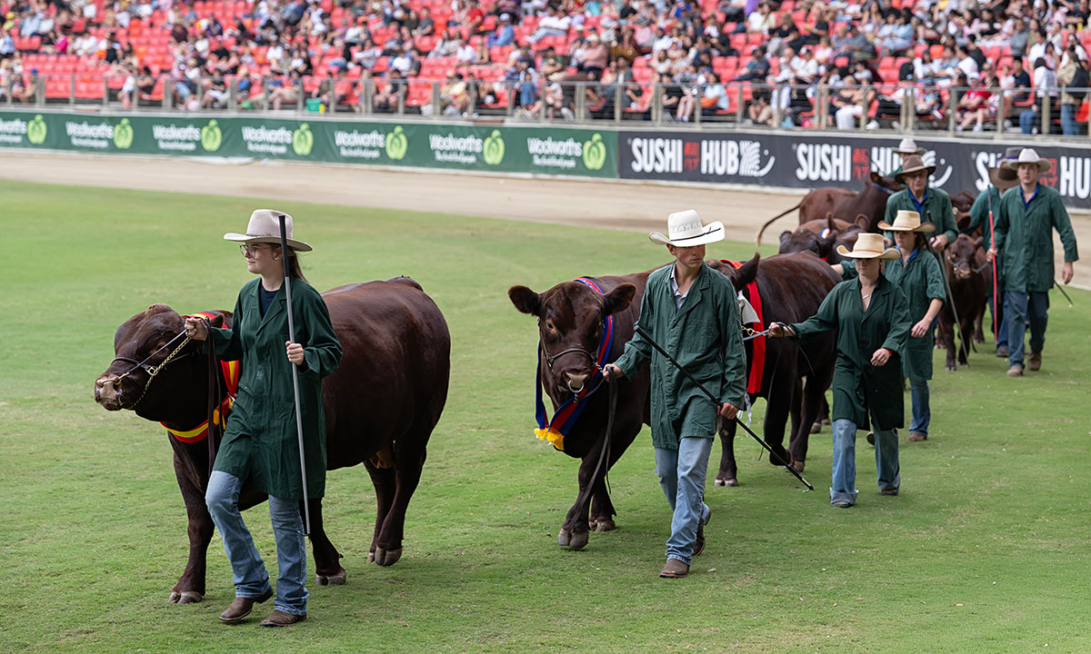 Paraders Competitions | Sydney Royal Cattle Show