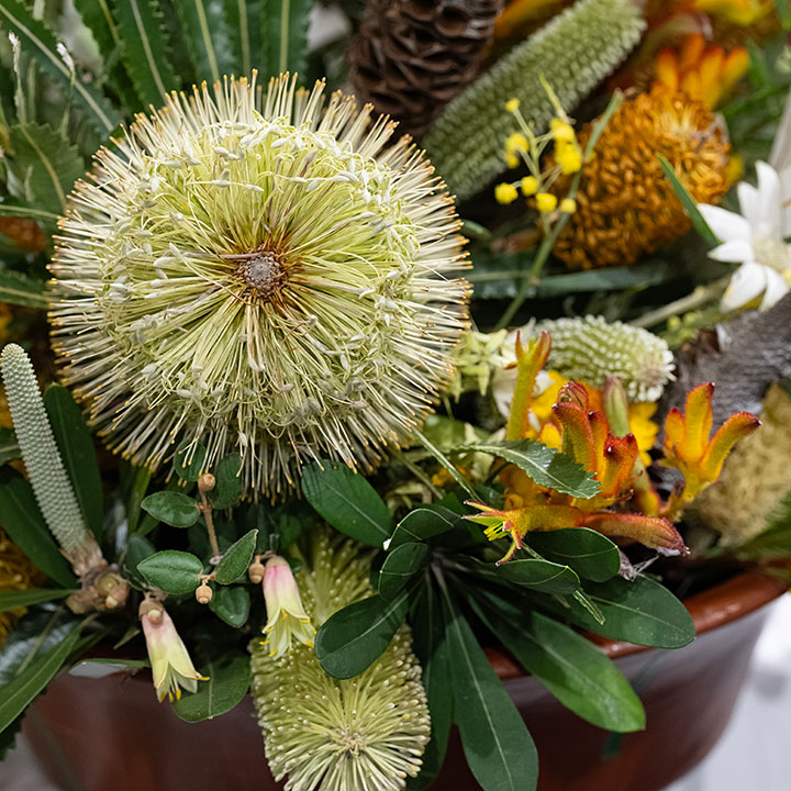 Close-up of native flower arrangement with banksia and other Australian plants at the Sydney Royal Flower & Garden Show.