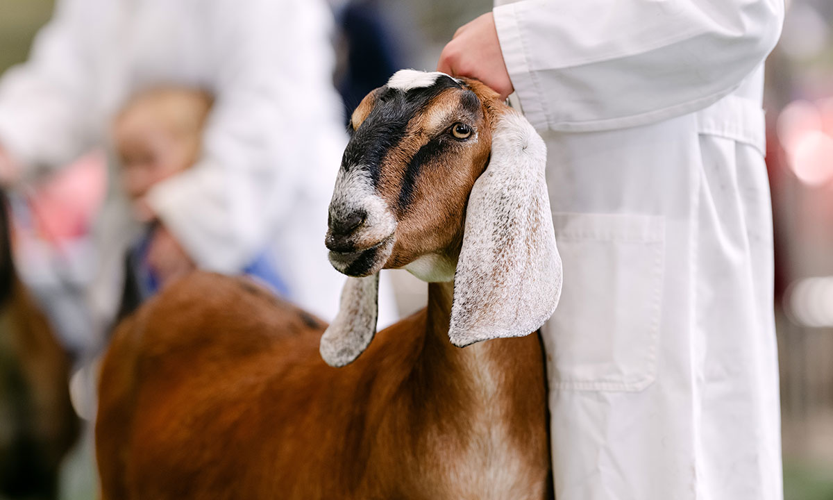 A brown Anglo-Nubian goat being held by handler in white coat during livestock judging at the Sydney Royal Goat Show.