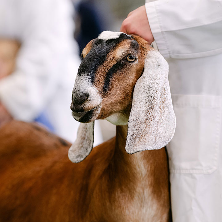 A brown Anglo-Nubian goat being held by handler in white coat during livestock judging at the Sydney Royal Goat Show.