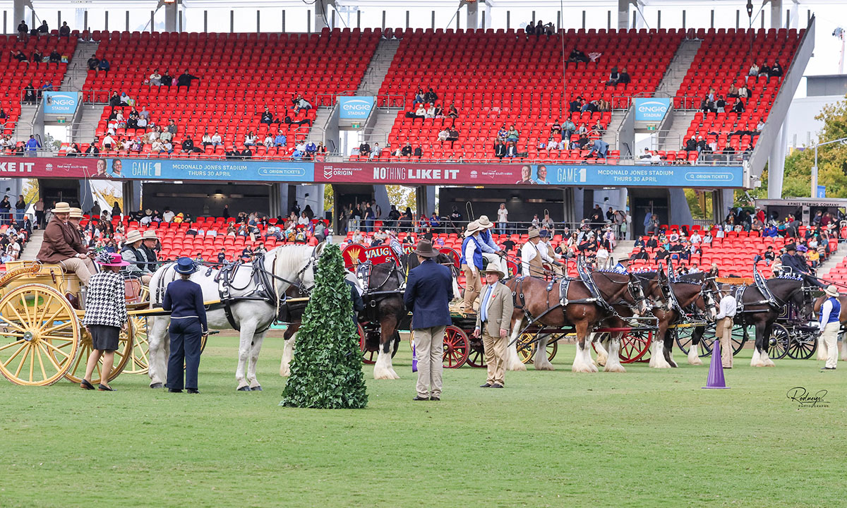 A herd of horses leading carriages, lined up with their handlers at ENGIE Stadium for the Sydney Royal Horse Show.