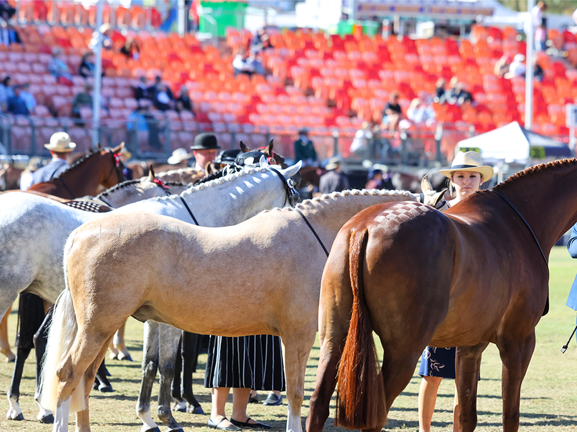 Horses and handlers lined up with their handlers in the show ring at the Sydney Royal Horse Show.