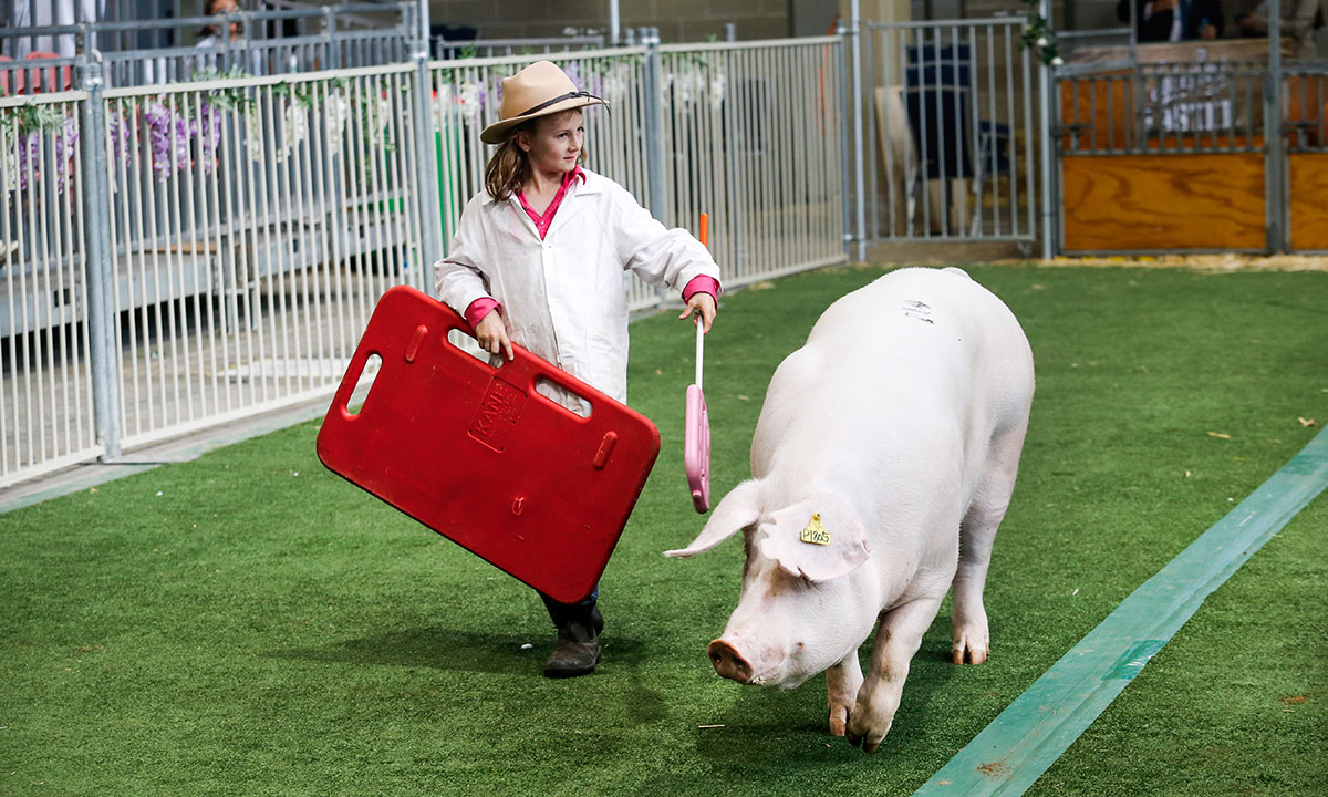 Pig being guided by young handler in white coat during livestock competition at the Sydney Royal Pig Show.