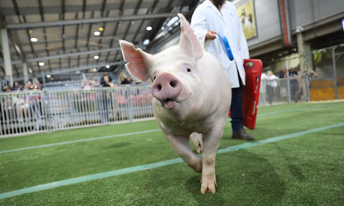 Commercial Pig Competition