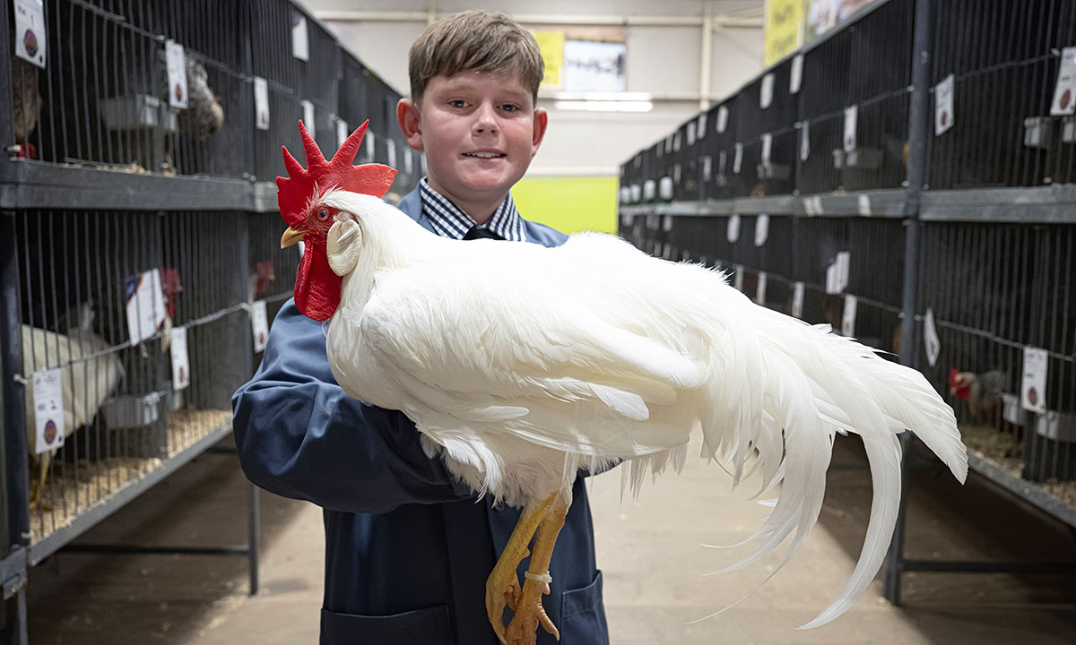 A young boy handler holding a white rooster in between pens in a pavilion at the Sydney Royal Poultry and Pigeon Show.