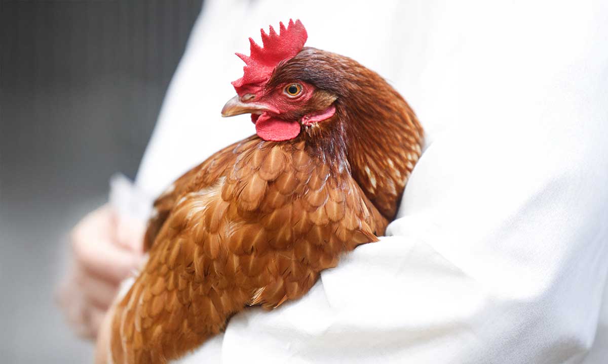School Commercial Egg Laying Competition | Sydney Royal