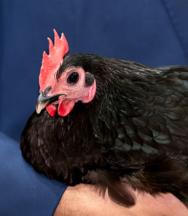 Youth Poultry Showmanship Competition
