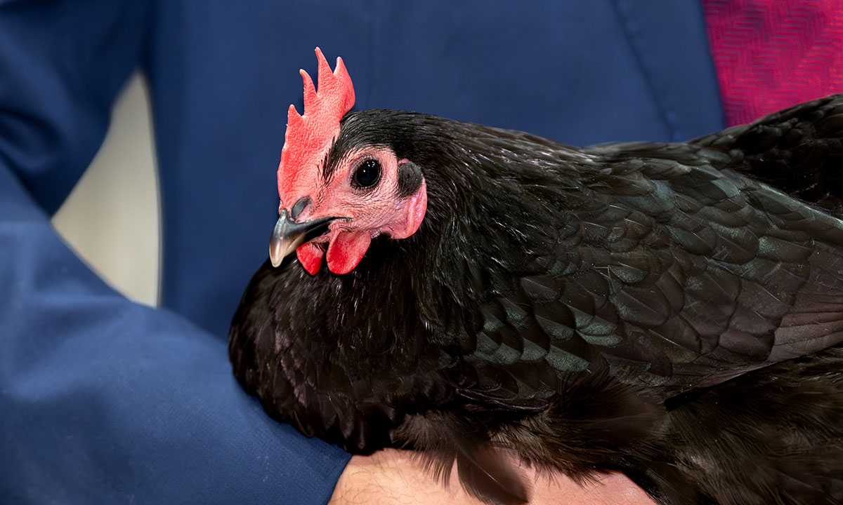 Purebred Poultry Auction and General Sale | Sydney Royal Competition