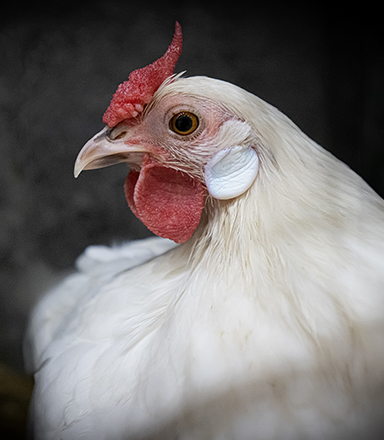 Close-up of a white chicken with a red comb and wattle against a dark background.