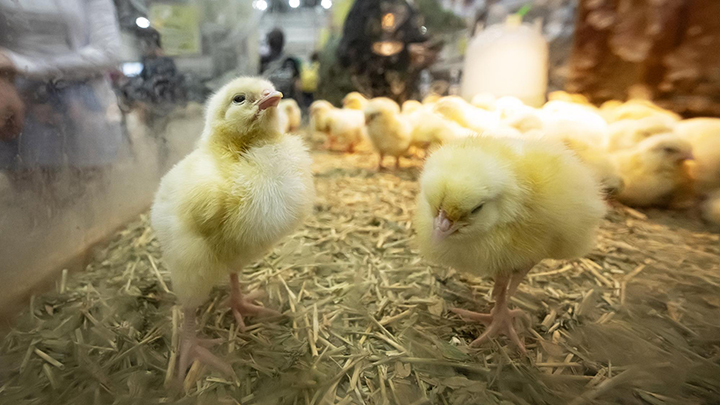 Two yellow chicks standing on straw in a pen, with more chicks visible in the background.