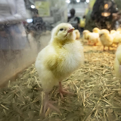 A yellow chick standing on straw in a pen, with more chicks visible in the background.