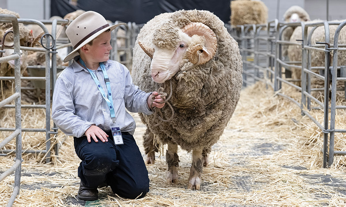 A young boy with a RAS Member lanyard, kneeling and handling a ram at the Sydney Royal Sheep and Fleece Show.