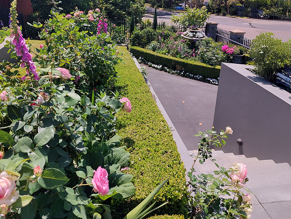Elegant spring garden with manicured hedges, pink roses, and foxgloves framing a neatly paved driveway, showcasing structured design and seasonal colour.