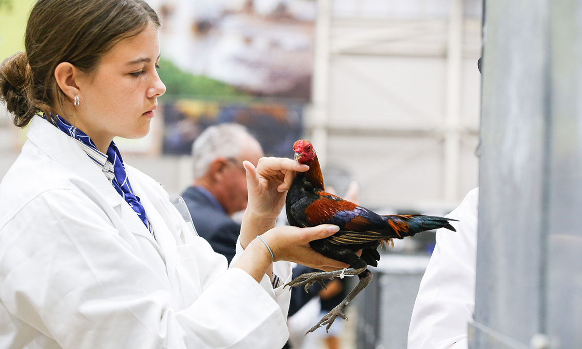 A young woman judge in a brunette bun and white coat, handling a Black-Breasted Red Modern Game bantam chicken at the Easter Show's Poultry & Pigeon Pavilion.