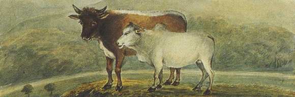 Agricultural Society imports pure bred livestock