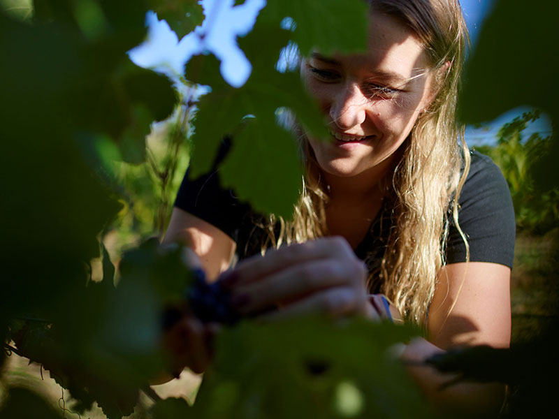 Applications open for 2027 Sydney Royal Wine Scholarship