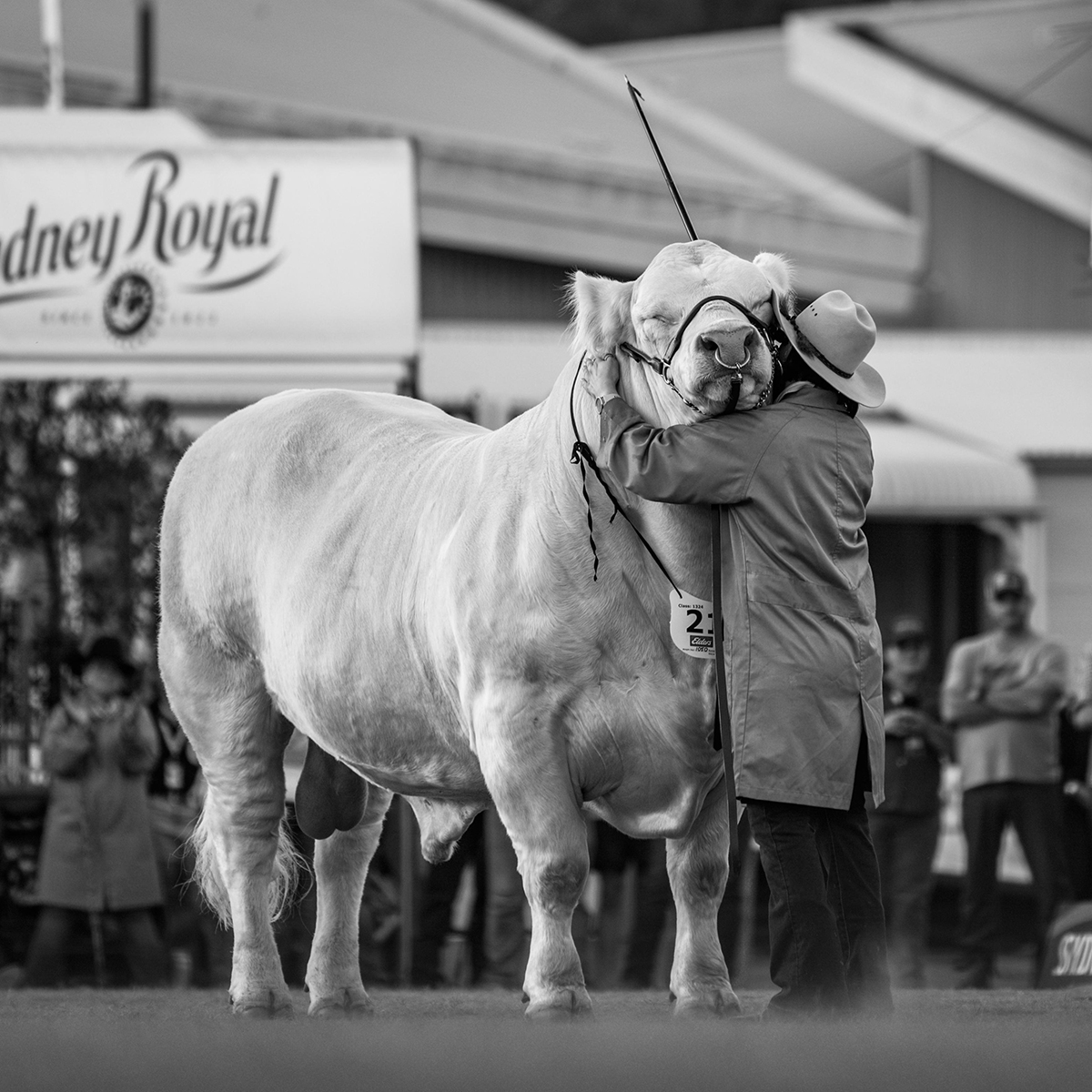 Black and white photo of a handler hugging a large white bull in front of a Sydney Royal show banner.
