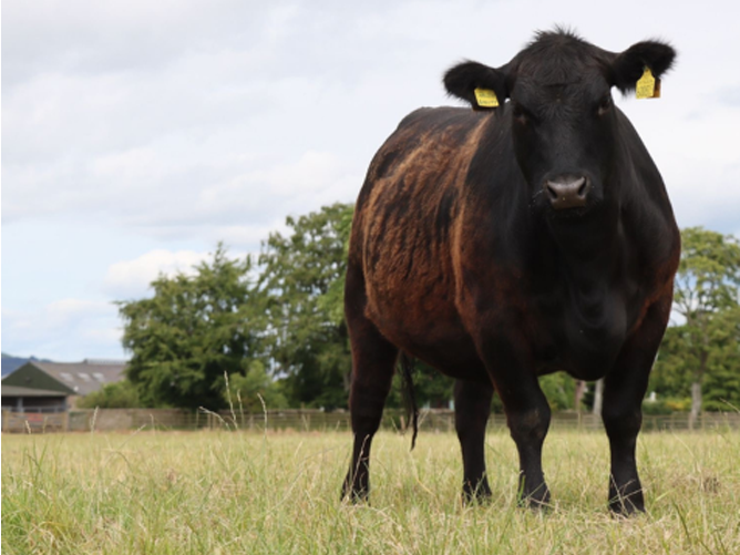 A black cow with yellow ear tags stands in a grassy paddock with trees in the background.