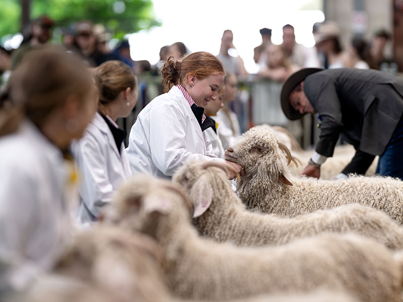 Young exhibitors in white coats lined up with their Angora goats during a judging event at the Sydney Royal Goat Show.