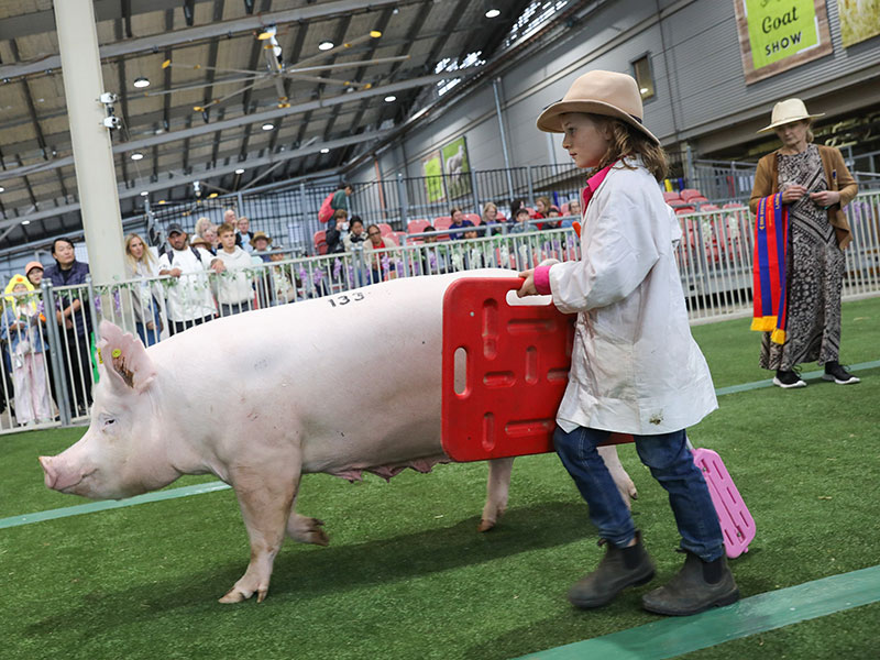 A young girl exhibitor in a white coat and Akubra hat, guiding her pig with a handler board during a judging event at the Sydney Royal Pig Show.