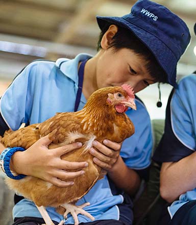 A student in a light blue school uniform shirt and navy bucket hat holds a young rooster at the Sydney Royal Poultry & Pigeon Show.