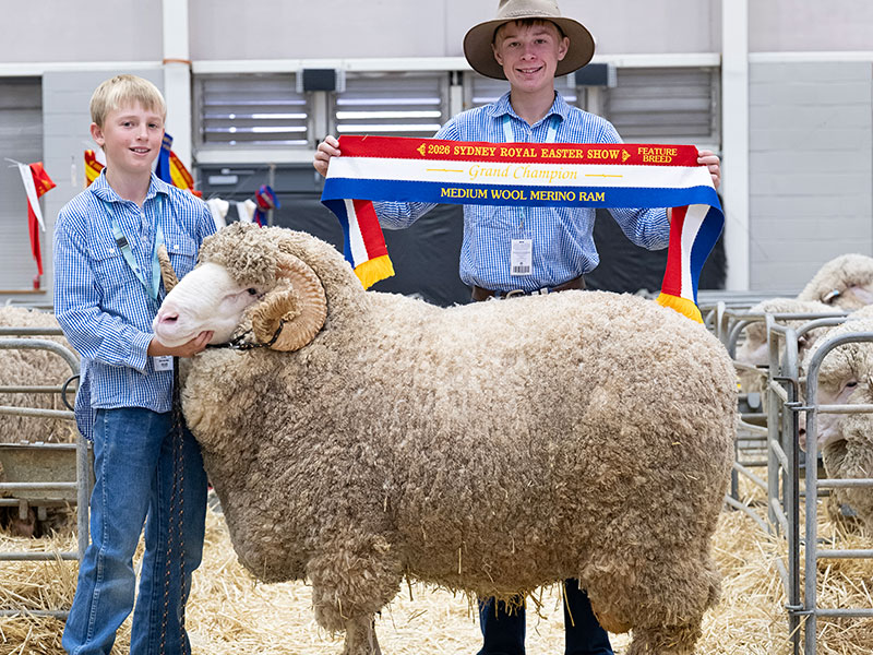Two young boys smiling and holding their champion ribbon with their Merino ram at the Sydney Royal Sheep & Fleece Show.