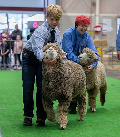 Two young male exhibitors laughing and handling their sheep at the Sydney Royal Sheep & Fleece Show.