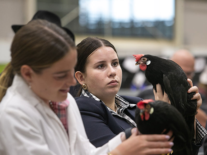A young, dark brunette woman judge in a navy blazer examining a Black Minorca Bantam chicken at eye level.