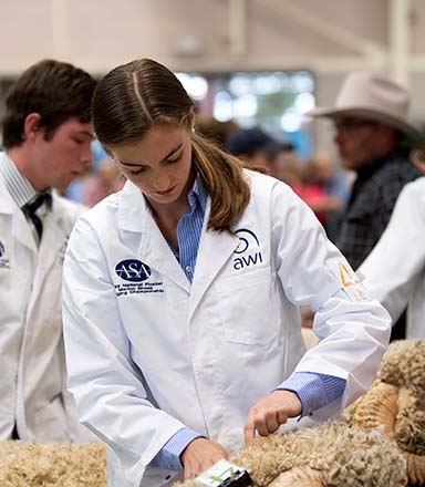 A young blonde woman in a white coat judges sheep fleece at the Sydney Royal Sheep & Fleece Show.