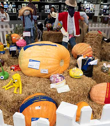 Large pumpkins with prize ribbons and certificates at the Sydney Royal Backyard Pumpkin Challenge.