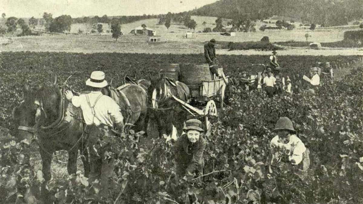 James Busby transforms viticulture