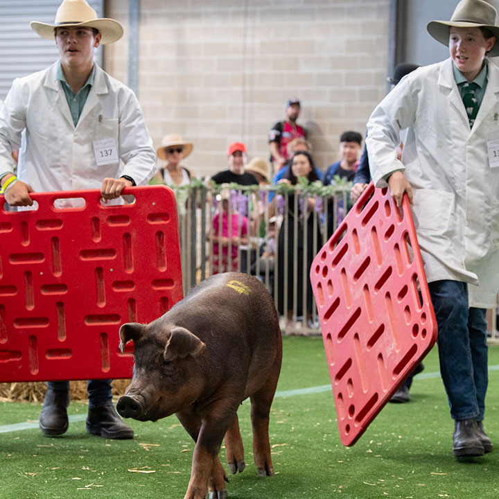 Pig Handler Competition