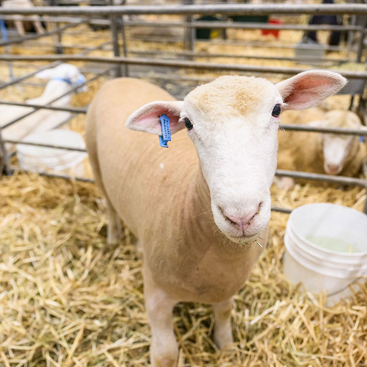 Meat & Dual Purpose Sheep Handler's Competition